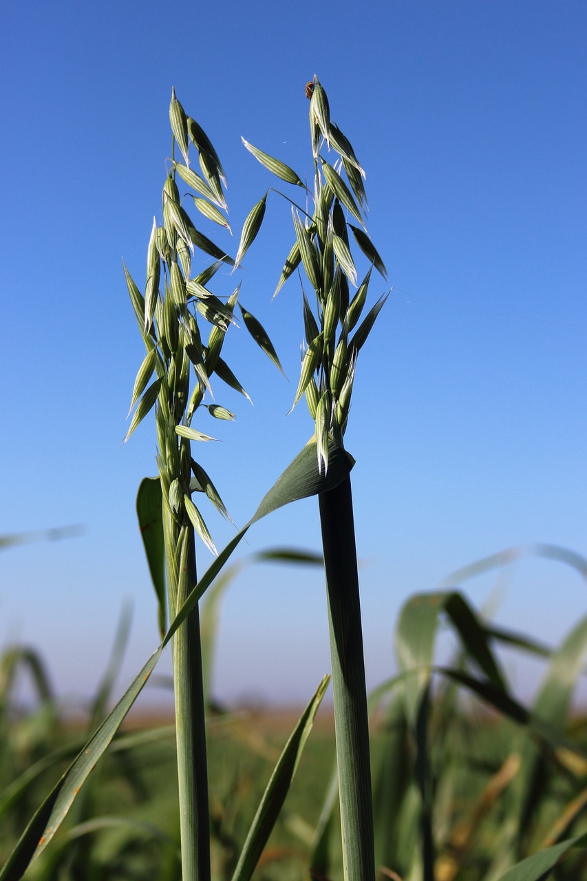 Crop Management